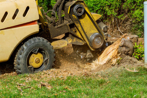 Reliable Springfield, MI Tree Removal Solutions