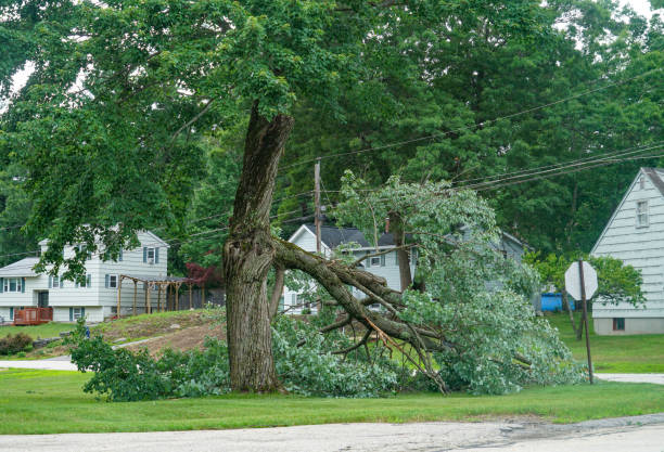 Best Emergency Tree Removal  in Springfield, MI